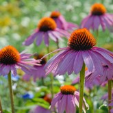 Purple Coneflower